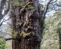 IMG_5752 0910/2019 - Visite spéciale pour Jo qui désirait voir l'arbre le plus vieux du Chile (